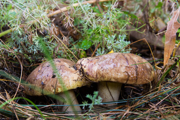 Suillus luteus fungus, commonly referred to as slippery jack or sticky bun in speaking countries