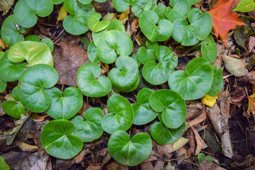 The European hoof grows on autumn soil with old leaves
