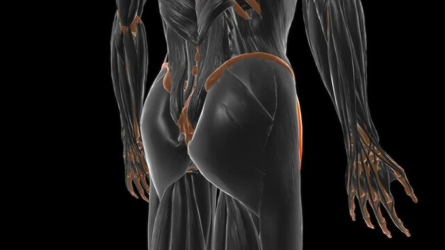 Tensor fasciae latae Muscle Anatomy For Medical Concept 3D