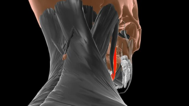 Stylohyoid Muscle Anatomy For Medical Concept 3D