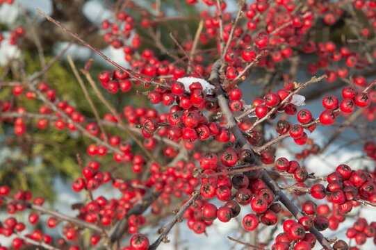 close-up: branches with red cotoneaster berries above the snow and ice of frozen lake