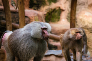 mother and baby baboon
