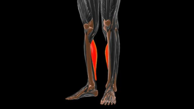 Soleus Muscle Anatomy For Medical Concept 3D