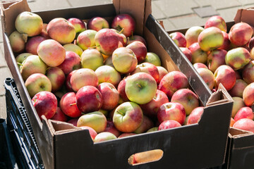 Many red ripe apples in cardboard boxes on the market. Close-up. Collection and sale of apples.