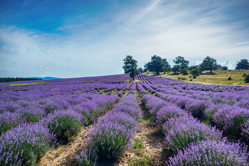 Fototapeta na wymiar Lavender field with blooming purple bushes grown for cosmetic purposes near Burgas, Bulgaria.