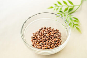 かいわれ大根の種