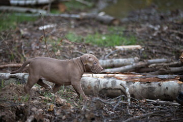 Beautiful little purebred Pit Bull Terrier puppy playing in the forest.