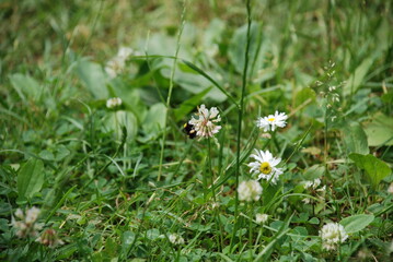 White low flowers of a clover. On a low lawn among the grasses, white fluffy clover flowers stand on thin green legs. A yellow-brown bumblebee sits on one of the flowers.