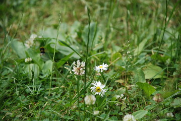 White low flowers of a clover. On a low lawn among the grasses, white fluffy clover flowers stand on thin green legs. A yellow-brown bumblebee sits on one of the flowers.
