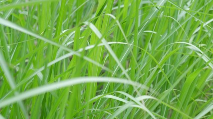 Tall green reed grass as a background texture