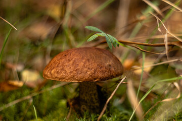 Bown mushroom boletus in the autumn forest on a blurred background.