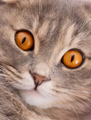 Naklejka na ściany i meble Scottish fold cat face big orange eyes close up