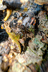 Macro Wolf Spider Nest