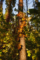Bright orange leaves creeping around the tree maiden grapes. Maiden grapes in the forest on a sunny day on a blurred background.