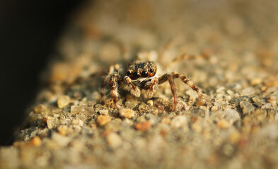 Most common house spider  on sand - Jumping spider Macro photography. Shallow depth of field.
