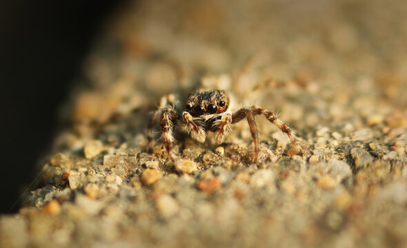 Most common house spider  on sand - Jumping spider Macro photography. Shallow depth of field.