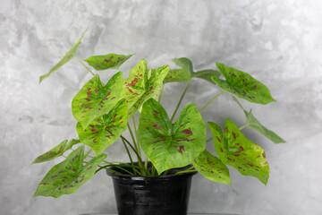 Caladium is one of the most well known plant in Asia, which have beautiful leaves, best in the pot for garden decoration.