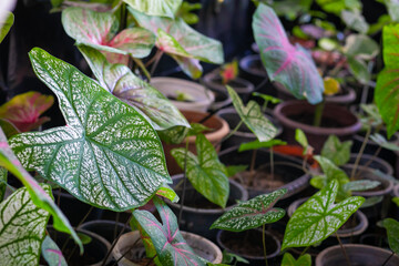 Obraz premium Caladium is one of the most well known plant in Asia, which have beautiful leaves, best in the pot for garden decoration.