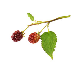Red berries of rubus (wild raspberry) with green leaves isolated - obrazy, fototapety, plakaty