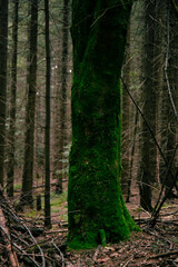 Green moss on old tree in forest. Old trunk covered with moss and lichen