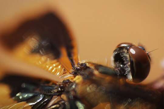 Extreme close up of a dragonfly. Macro photography. Shallow depth of field.