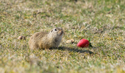 European ground squirrel (Spermophilus citellus) eating strawberry. An amazing endangered mammal with yellow hair in the steppe.