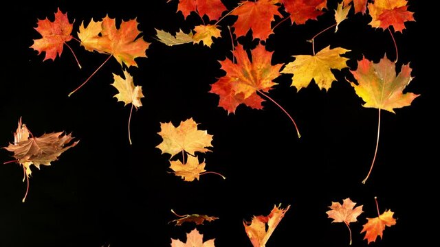 Super slow motion of falling autumn maple leaves on black background. Filmed on high speed cinema camera, 1000 fps.
