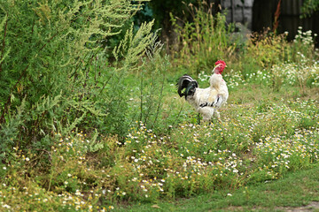 Rooster walking, eating grains on free range farm. Chicken in Farm Organic. Farming and Pet Concept. Agricultural industry. Pets and birds