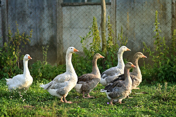 Domestic geese walking, eating grains on free range farm. Poultry in Farm Organic. Farming and Pet Concept. Agricultural industry. Pets and birds