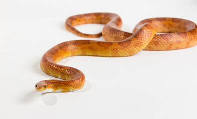 Obraz premium Snake, yellow snake on a white background.