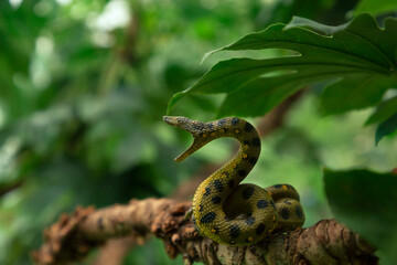 A toy snake in nature. Toy python made of plastic