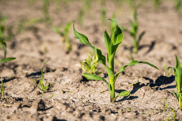 Maize seedling in the agricultural garden with blue sky.