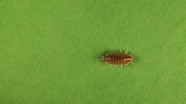 Glass pill bug isolated on green background.
Glass bug : The digestive system can be observed.
Armadillidiidae is family of woodlice.
Beautiful insects, insect.
Wildlife bugs.
Wild nature.
Animals