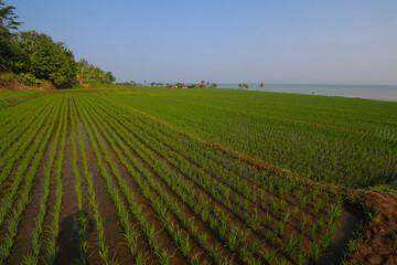 Fototapeta na wymiar Rice fields with clear blue sky in the morning near the Loji beach Sukabumi, Indonesia.