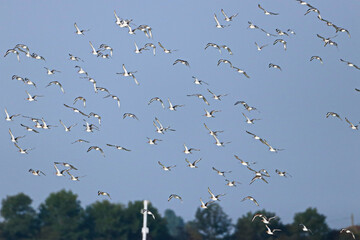 Flock of birds in flight. Godwits are Long-billed waders enjoying their freedom.