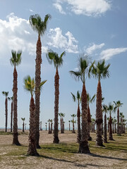 palm trees on the beach of Chilches, Castellón, Spain