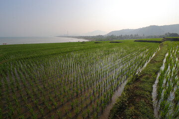 Fototapeta premium Rice fields with clear blue sky in the morning near the Loji beach Sukabumi, Indonesia.
