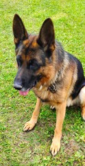 German shepherd sits on a green grass
