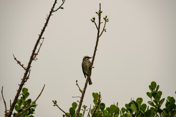 bird on a branch