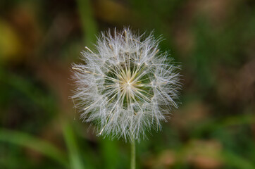 Obraz premium dandelion