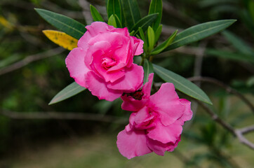 pink oleander flower