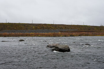 Fototapeta premium ducks on the river