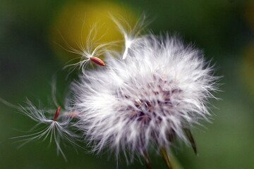 Flauschige Samen einer verwelkten Blume