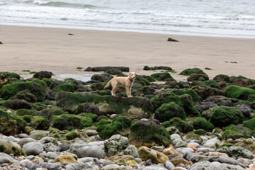 Young Puppy at the beach near Le Havre, France, Europe