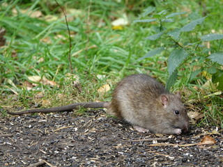 Naklejka na ściany i meble brown rat (Rattus norvegicus) feeding on fallen bird seed