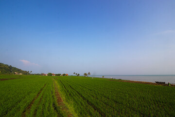 Rice fields with clear blue sky in the morning near the Loji beach Sukabumi, Indonesia.