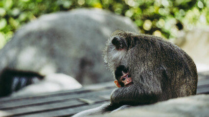 Obraz premium Baby monkey