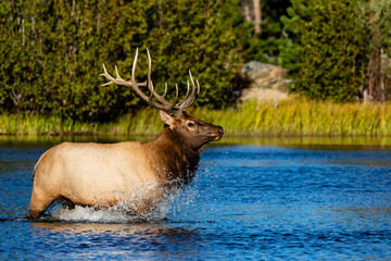 Naklejka na ściany i meble Elk crossing Sprague Lake in Colorado