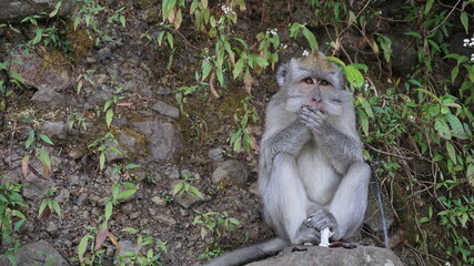 Monkey