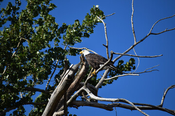 Mature American Bald Eagle perched on a bare branch in a tree with bright blue sky in the background